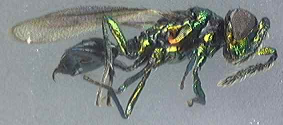 Eulophidae 3